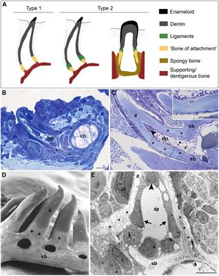 Cells at the Edge: The Dentin–Bone Interface in Zebrafish Teeth